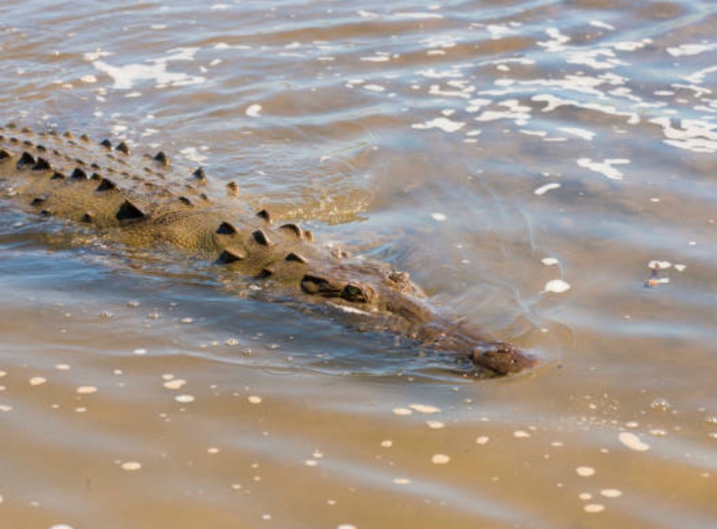 American crocodile on the Tarcoles River near Puntarenas Costa Rica